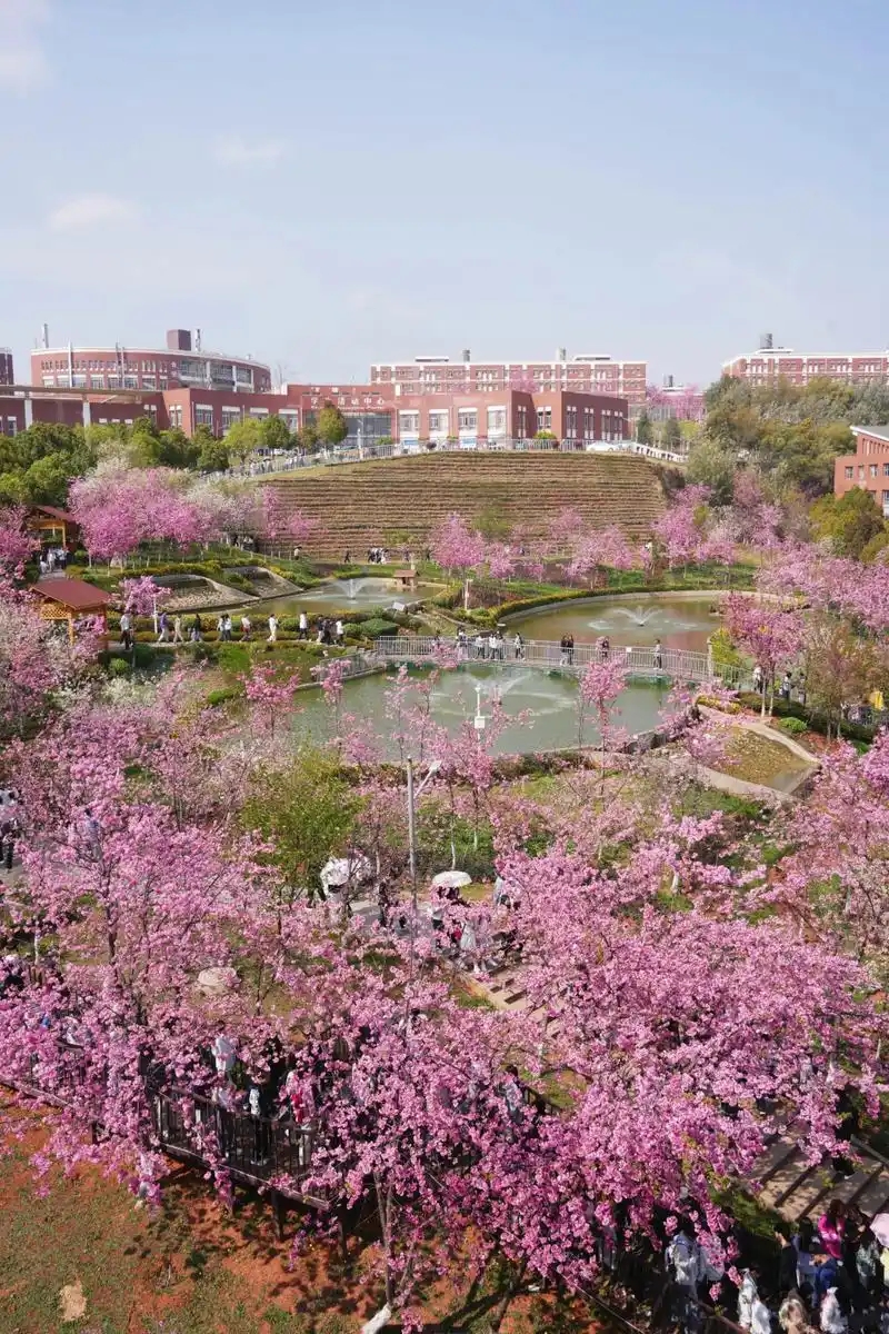 2026 云南 426 分左右本科大学推荐 含历年位次及院校