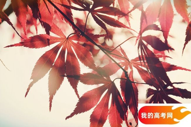 浙江财经大学东方学院2024年在四川录取分数线、对应位次（附近几年最低录取分数线及位次排名）(图1)