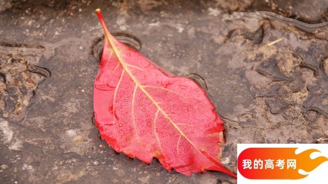 四川美术学院2024年在河南录取分数线、对应位次（附近几年最低录取分数线及位次排名）(图1)