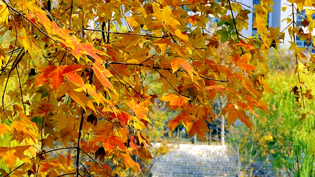 上海外国语大学贤达经济人文学院2024年在江苏录取分数线、对应位次（附近几年最低录取分数线及位次排名）(图1)